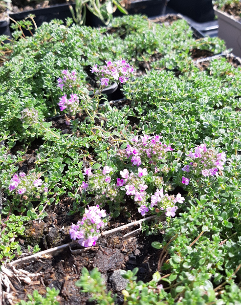 Thymus serpyllum `Magic Carpet`